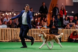 Wystawa Shelby Międzynarodowa Kielce 25.11.2023